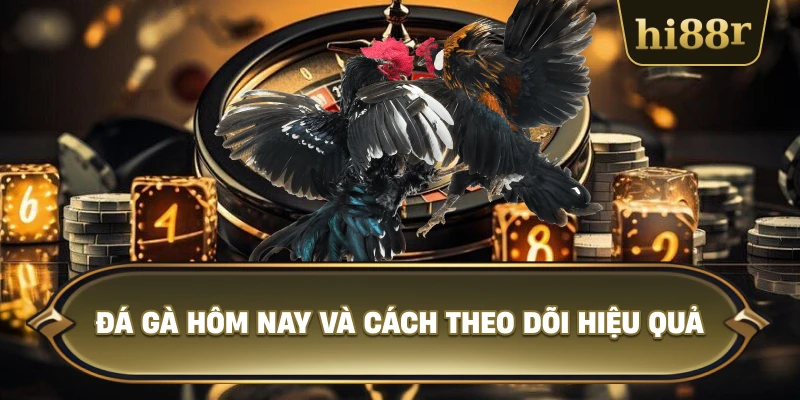Đá Gà Hôm Nay Và Cách Theo Dõi Hiệu Quả