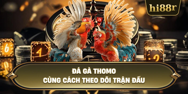 Đá Gà Thomo Cùng Cách Theo Dõi Trận Đấu