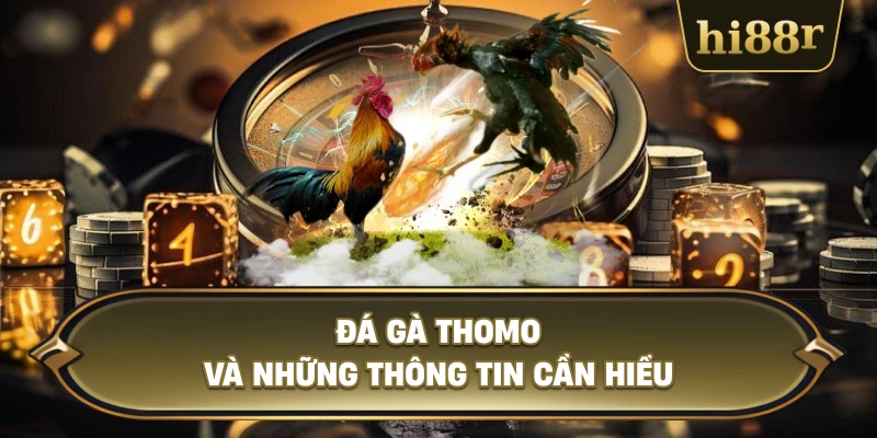 Đá Gà Thomo Và Những Thông Tin Cần Hiểu