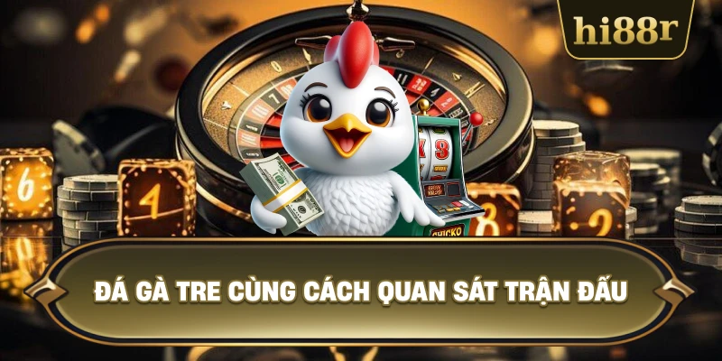 Đá Gà Tre Cùng Cách Quan Sát Trận Đấu